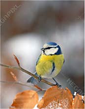 Blue tit face to face