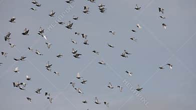 Flock of speed racing pigeon flying against clear blue sky