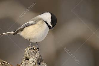 Black-capped chickadee looking down