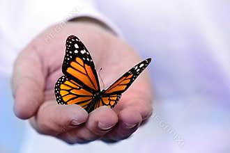 Butterfly holding in hand