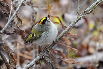 Golden-crowned Kinglet in Dried Autumn Vegetation