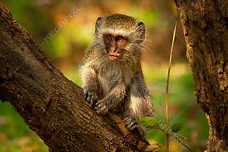 Vervet Monkey - Chlorocebus pygerythrus Old World monkey of the family Cercopithecidae native to Africa, very similar to malbrouck