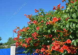 Trumpet vine flowers on house fence. Campsis radicans, trumpet vine or trumpet creeper, also known as cow itch vine or hummingbird