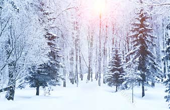 Winter fir tree christmas scene with sunlight