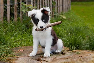 Border collie puppy on grass