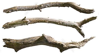 Cut out dead tree branches.