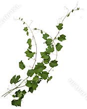 Cut out ivy plant. Wine plant in summer