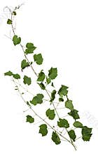 Cut out ivy plant. Wine plant in summer