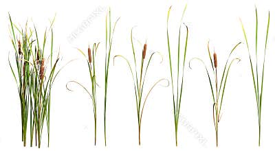 Cut out cattail. Distaff isolated