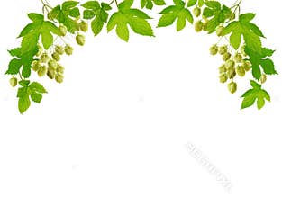 Hop branches with cones