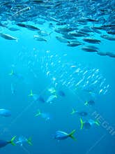 Tropical Fish