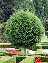 Cypress