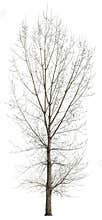 Cut out tree. Bare tree without leaves.