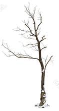 Cut out tree. Bare tree covered with snow