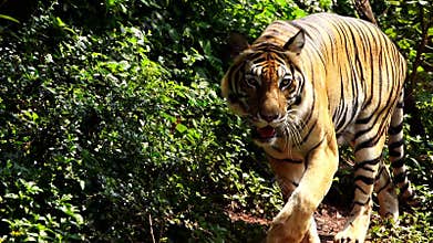 Slow-motion of bengal tiger walking in forest