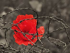 Bright red poppy flower against a sepia toned field behind tangled barbed wire war remembrance day concept image