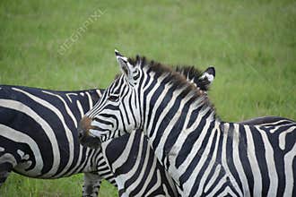 African zebras in Serengeti grasslands during great migration of Tanzania, Africa