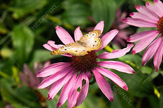Yellow Butterfly. Great Basis Fritillary Speyeria eglis on Pink Flower