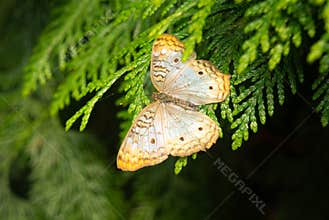Yellow Butterfly. Great Basis Fritillary Speyeria eglis