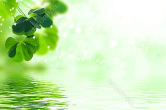 Green clover leaves on a background summer landscape. St.Patrick \'s Day