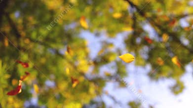 Falling leaves in autumn park with colorful trees as natural background