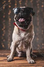 Badass pug dog wearing sunglasses sitting with tongue out