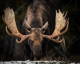 Moose in Jasper National Park, Canada