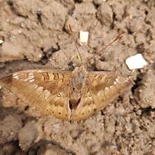 Brush footed butterfly marbled fritillary drinking something from the wet soil with straw like body part