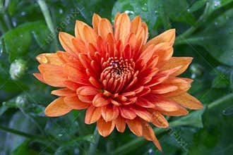 Chrysanthemum flower