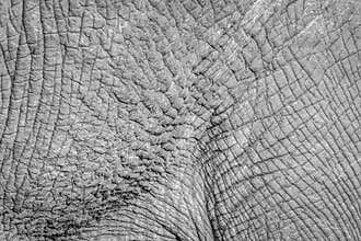 African bush elephant in Kruger National park, South Africa