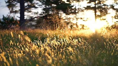 Flowering green forest on sunset with gold grass foreground moving in slow motion by wind.