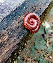 millipede Arthropoda Animalia