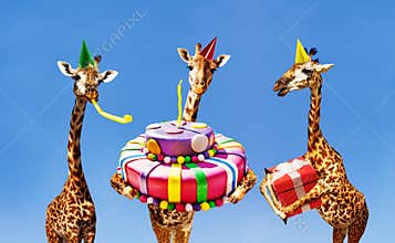 Giraffes on birthday party with cake and present