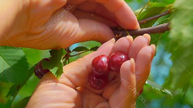 Hand collects ripe cherries from a tree branch