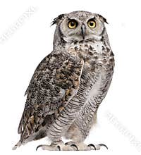 Great Horned Owl, Bubo Virginianus Subarcticus