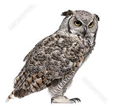 Great Horned Owl, Bubo Virginianus Subarcticus