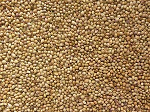 Yellow color Coriander seeds spices