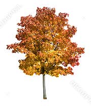 Maple tree isolated