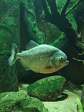 Pygocentrus piraya, piranha. Close-up of a piranha in an aquarium.