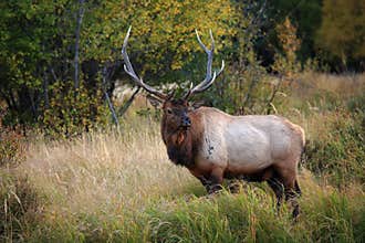 Beautiful Elk