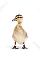 Duck isolated on white