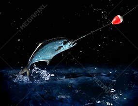 Catching a big fish at night