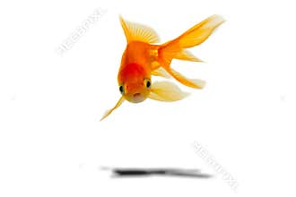 Gold fish