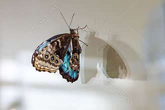 Blue Morpho Butterfly