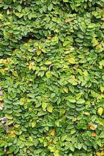 Leaves Wall Texture