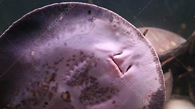 Breathing gills Stingray leopoldi on the sandy bottom of the aquarium, bottom view, potamotrygon leopoldi, Marine life,