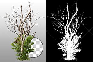Cut out dead tree
