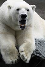 Polar Bear (Ursus maritimus)