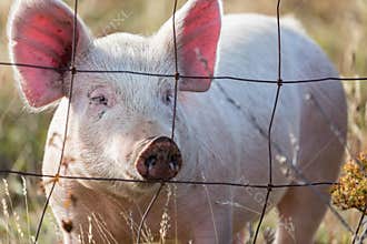 Pink pig looking through wire fence on a farm in Oregon