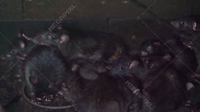 Group of black rats together, house plagues, Invasive specie, Rodents from Asia